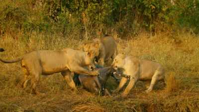 With the lions commanding the lake, - Serengeti