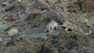 With the males fixed on the female, - Planet Earth: A Celebration