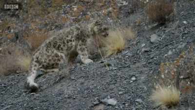 With the males gone, - Planet Earth: A Celebration
