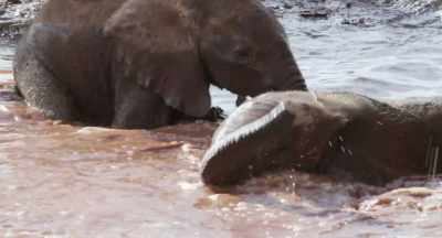 With the pool party getting rowdy, - The Elephant Queen