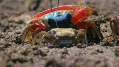 With the tide on the turn,
he must work fast to win her over. - Attenborough's Life in Colour