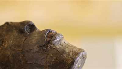 With the tomb containing
human remains, - Tutankhamun: Secrets of the Tomb