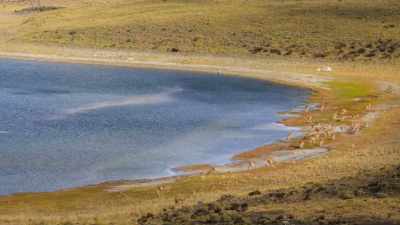 With their backs to a lake,
their escape options are limited. - Our Great National Parks