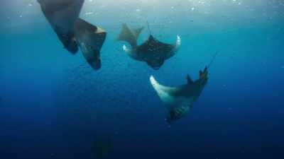 With their immense mouths agape, - Blue Planet II