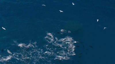With their power and devastating pace, - Our Planet