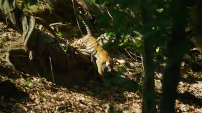 With their territory secure, - Dynasties