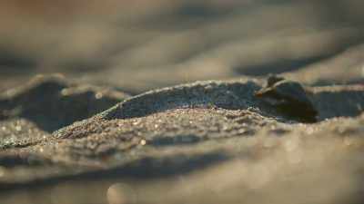 With these beach closures,
these animals were able to do - The Year Earth Changed
