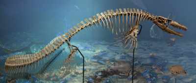 ... with things like mosasaurs, some large reptiles swimmers. - Is Genesis History?