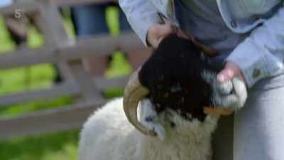 With Violet's sheep handling
skills polished, - Our Yorkshire Farm