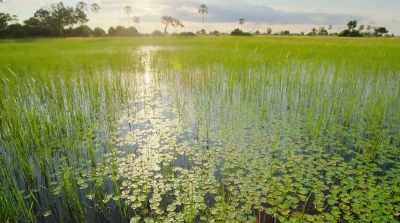 With water levels
at their highest, - Surviving Paradise: A Family Tale