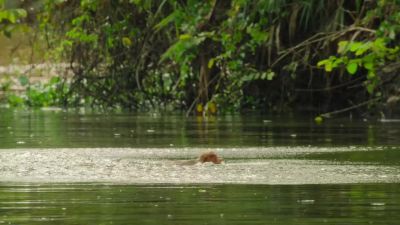 With webbed hands and feet, they're good swimmers. - Big Beasts