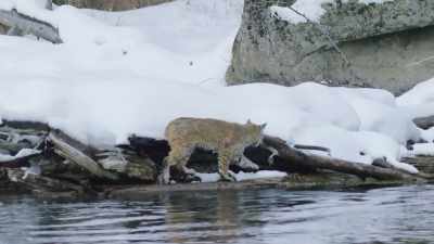 With winter's hardest days
still to come, - Epic Yellowstone