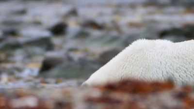 "With winter's ice gone,
they have two choices." - Secrets of the Whales