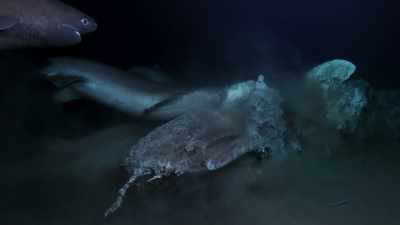 Within 12 hours,
there are seven enormous sharks - Blue Planet II