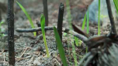 Within a few months, the whole
landscape is alive once more. - The Green Planet