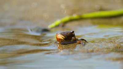 Within a month,
the crab will have grown a new claw. - Our Great National Parks