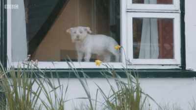 Within days, Finn is back
on form, enjoying his sea view. - Mountain Vets