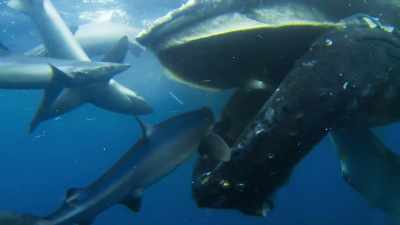 Within days, the carcass
will be stripped of its blubber. - Blue Planet II