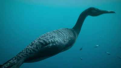 Within minutes,
the banquet is all but gone... - Prehistoric Planet