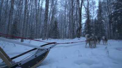 Within the next three weeks
they're gonna be ready for - Life Below Zero: Next Generation