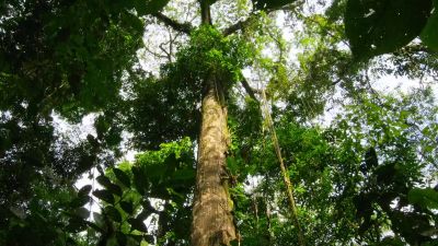 Within the territory of a leafcutter colony, - Our Planet
