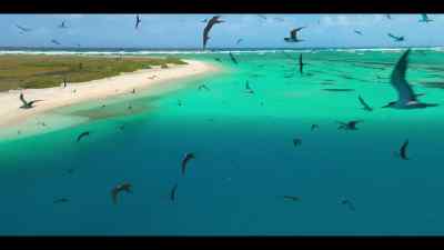 Within the week,
the chicks behave more like the adults... - Our Oceans