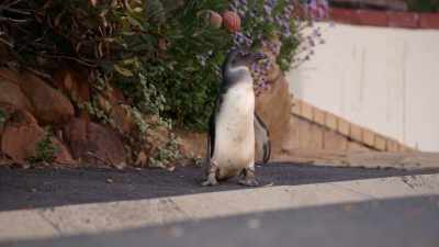 Without a guide... - Penguin Town