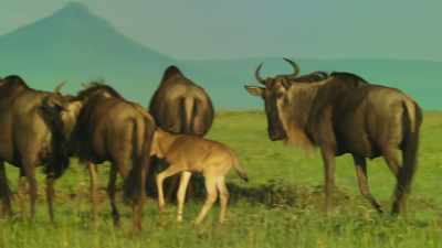 Without a mother,
no youngster survives for long. - Serengeti