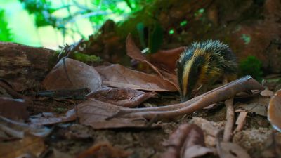 Without any cool camouflage of her own... - Tiny World