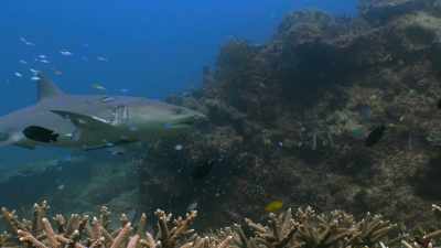..without attracting the attention
of large predators, - Attenborough's Life in Colour
