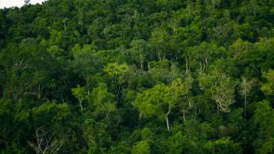Without LiDAR,
you see only trees. - Lost Treasures of the Maya