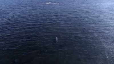 "Without Mom's milk and her protection," - Secrets of the Whales