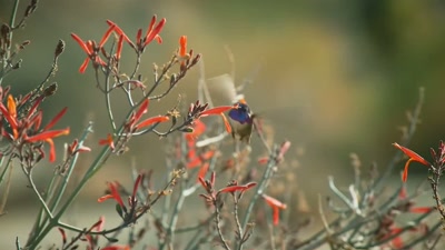 'Without nectar, he would die
of starvation within a few hours. - A Year on Planet Earth