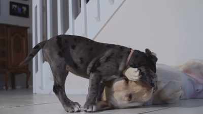 Without perpetual updates of
what uncle Ned's dog was doing, - Mad Maxine: Frisky Road