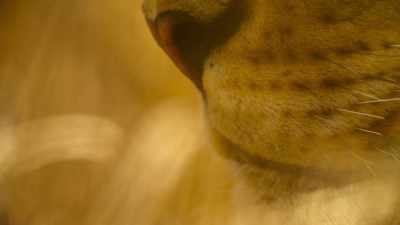 Without her pride to help,
it requires all her focus. - Wild Babies
