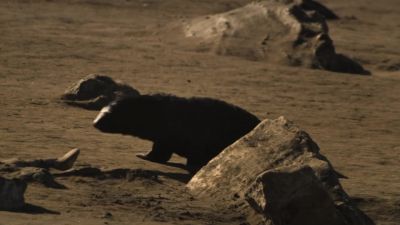 Without their mothers to protect them... - Earth at Night in Color