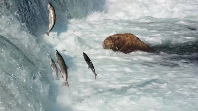Without these fish, - Our Planet