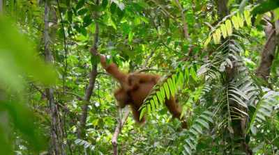 Without this training, - David Attenborough: A Life on Our Planet