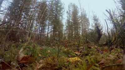 Without her winter food supply,
this red squirrel won't survive. - Wild Nordic
