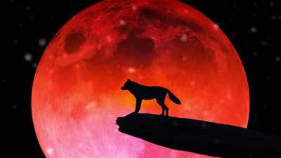 [wolf howling] - Snow Babes
