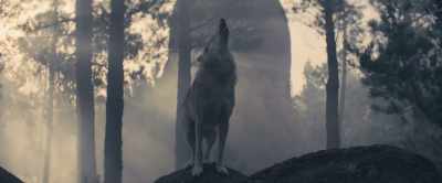 [wolf howling] - Black Beauty