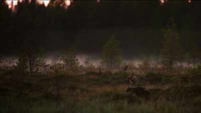 Wolverines are usually solitary creatures. - Wild Nordic