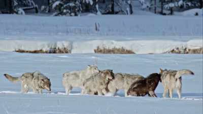 Wolves also play fight to keep
their hunting skills sharp. - Yellowstone: One-Fifty