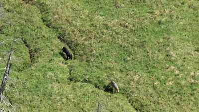 Wolves are a native
species in Yellowstone - Yellowstone: One-Fifty