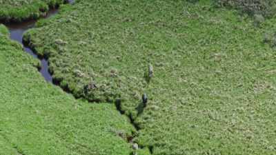 Wolves chase down coyotes
at every opportunity. - Epic Yellowstone
