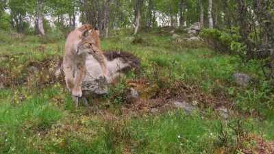 Wolves, deers, lynx,
beavers, boars, and elks - Chernobyl: The Invisible Enemy