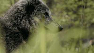 Wolves do the same, - Inside the Mind of a Dog