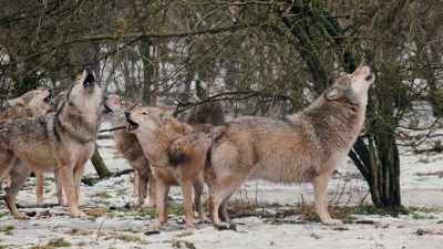 Wolves were extremely successful - Inside the Mind of a Dog