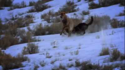 Wolves have to be able
to hold on to kicking, - United States of Animals