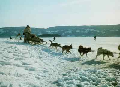 Wolves!
I reckon so. - The Call of the Wild